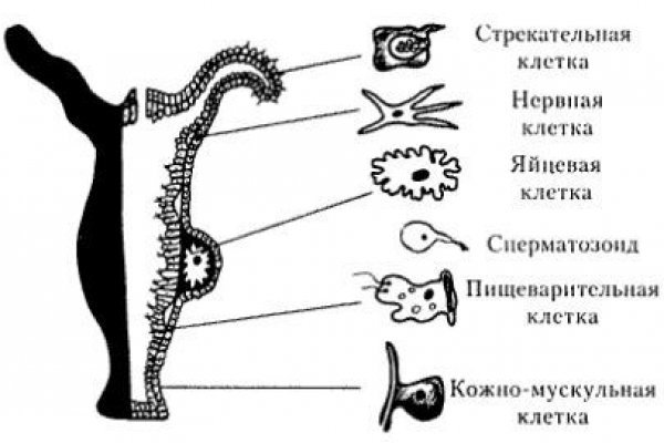 Как вывести деньги с kraken